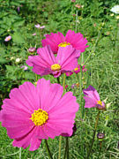 *��1981ǯ11��13����*