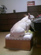 �Ҷ����ͤ˰����Ƥ��ޤ���