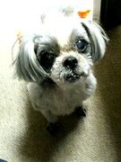 �椬�ȤΥڥåȤ��������