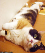 ���ͤ��֤����ե��󥵥���