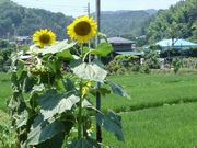 �Ƥ��ļˤ�����