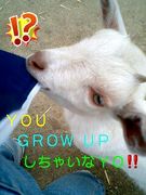 Grow Up�����㤤��YO!!in Nagoya