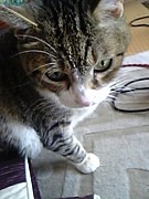 ｵｼﾞｷJAPANな気がする