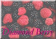 Diamond Berry