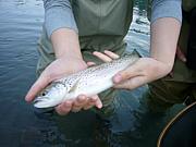 ���£��ӣӲ�