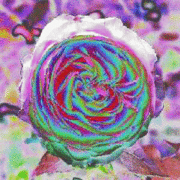 world is color�����κ�ŵ