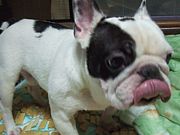 ���ڤ˼������ӡ�