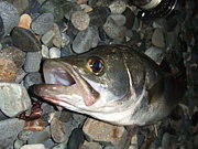 ���̥����Х�ϲ̡��굪��