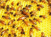 ハチミツ　蜂蜜　研究会