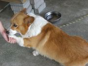 �ز쵤���ÿ��裱������