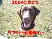 ☆2004年生まれラブラドール☆