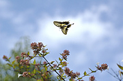 黄アゲハ蝶