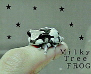 �ߥ륭���ĥ꡼�ե��å�