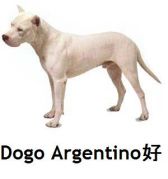 Dogo Argentino好