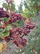 自分の育てた葡萄でワインを作る