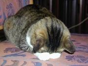 �ԣţ��͡��ץ�ͥ��ꥦ��