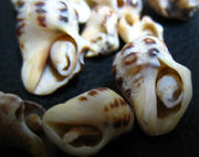 �ʱ��Υ��ʤ����ޥ��ʥ�ͧ�γ�