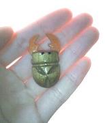 �����𤬰ܤ�