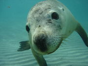 WA Dive Centre Japan