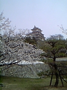 日本の桜を見守る会