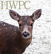 HWPC