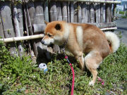 �����Υ���