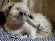 �������­�Ǽ����ߤ�����ˡġ�