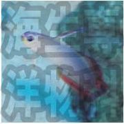 海洋生物専科