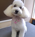 �ɥå������� ��DOG BASE��