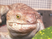 ޥȥ