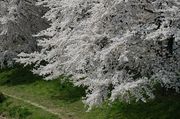 O-HANAMI