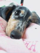 DEAF���ꡡ���Х����ޤ�