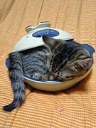 ���᤮��Ƭ���ˤ���