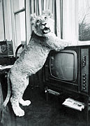 Christian the Lion