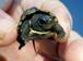 Turtle House