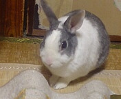 �ɤ��Ǥ⤤�����ɥ�����