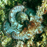 蛸 octopus