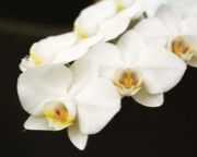 胡蝶蘭　-phalaenopsis-