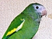 �ߥɥꥤ�󥳤���֤���