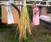 バケツ稲DE米作り