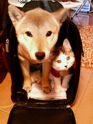 �����λҡ�����