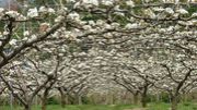 市民シネマ「梨の花は春の雪」