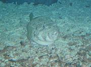 ʡ���β˿ͽ��硪��