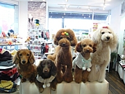 Dog Peace