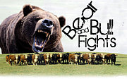 Bear And Bull Fights