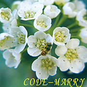 CODE-MARRY(ɥޥ꡼)