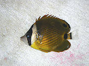 熱帯魚採集　in 浜名湖