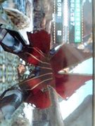 ���ϥ󥮥�ɡ㥳�衼�ơ�