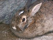 Uno��Lapin������Υ����ա�
