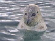 ����Ϥ�Ԥ�����â�